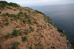 Teuri is home to a large population of auks, a kind of bird.  These were their nests.