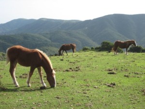 Horses graze atop the seaside cliffs of the Kuniga Coastline on Nishinoshima, in the Oki Islands.
